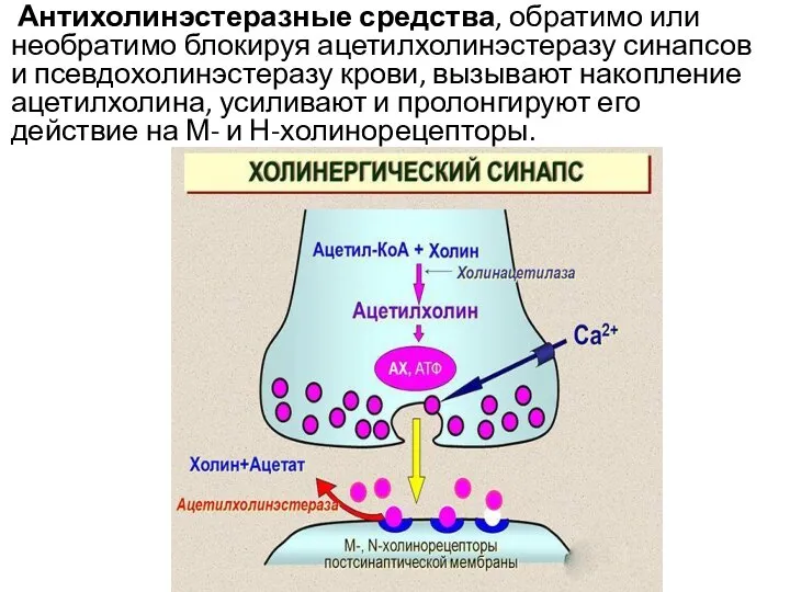 Антихолинэстеразные средства, обратимо или необратимо блокируя ацетилхолинэстеразу синапсов и псевдохолинэстеразу крови, вызывают