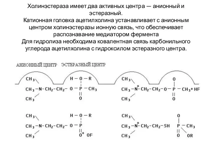 Холинэстераза имеет два активных центра — анионный и эстеразный. Катионная головка ацетилхолина