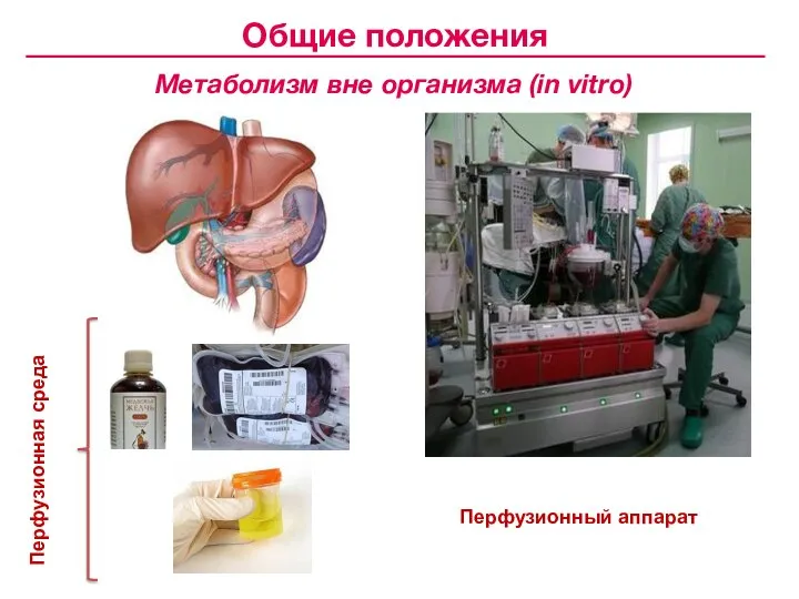 Перфузионный аппарат Перфузионная среда Общие положения Метаболизм вне организма (in vitro)