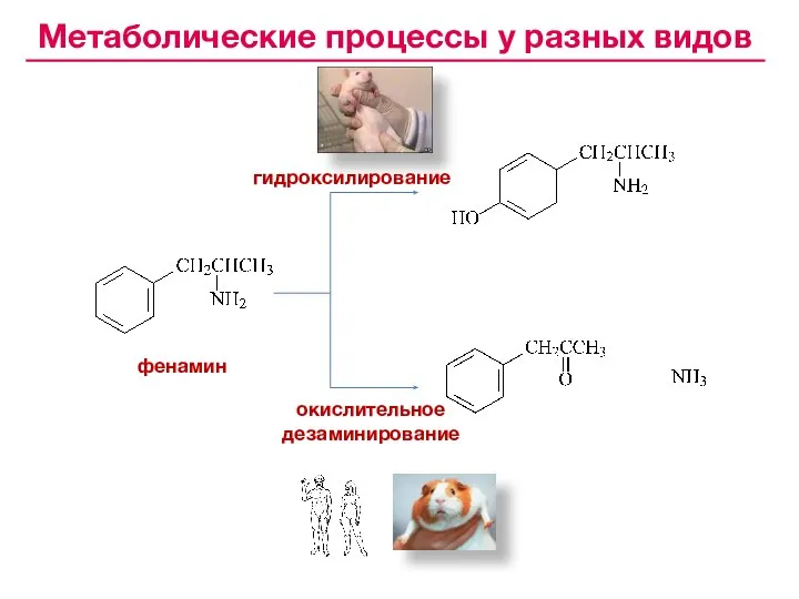 фенамин гидроксилирование окислительное дезаминирование Метаболические процессы у разных видов