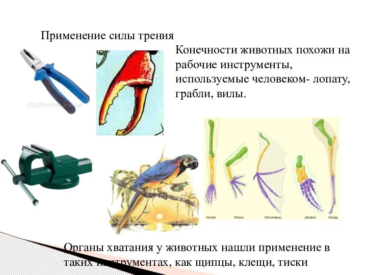 Применение силы трения Конечности животных похожи на рабочие инструменты, используемые человеком- лопату,