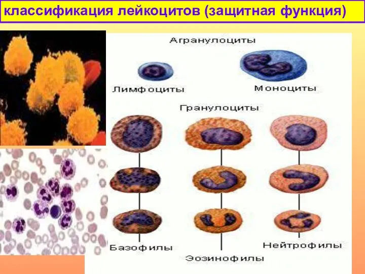классификация лейкоцитов (защитная функция)