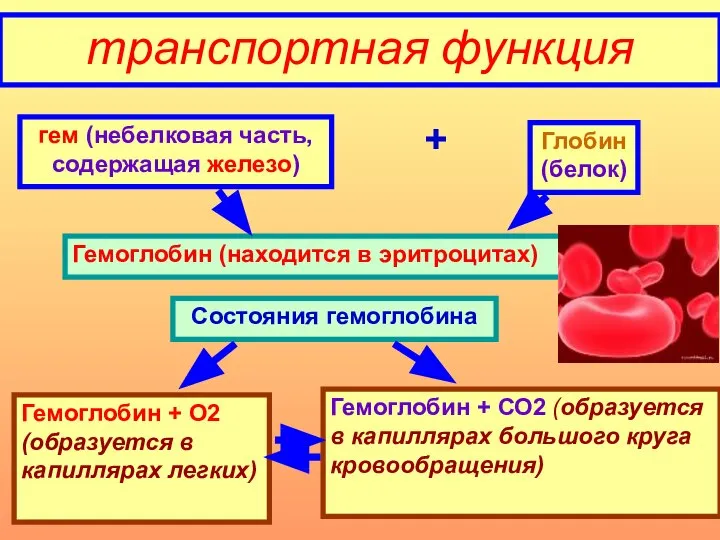 транспортная функция гем (небелковая часть, содержащая железо) + Глобин (белок) Гемоглобин (находится