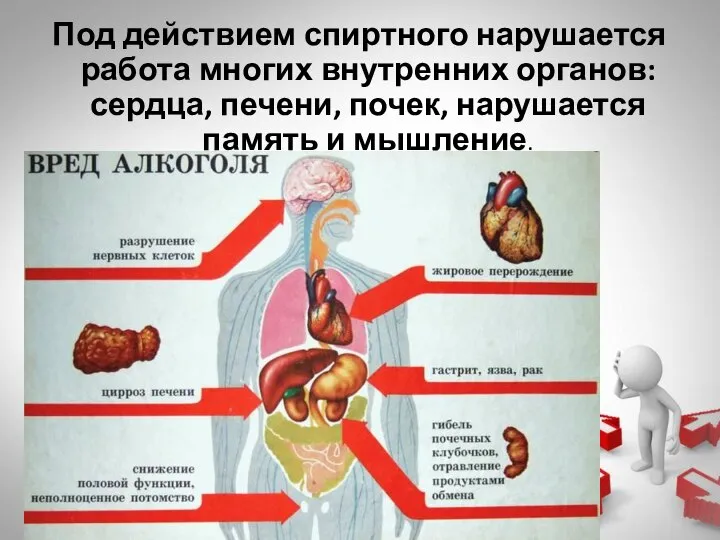 Под действием спиртного нарушается работа многих внутренних органов: сердца, печени, почек, нарушается память и мышление.