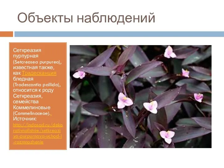 Объекты наблюдений Сеткреазия пурпурная (Setcreasea purpurea), известная также, как Традесканция бледная (Tradescantia