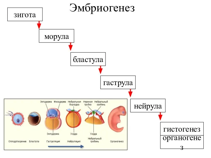 Эмбриогенез зигота бластула гаструла нейрула гистогенез органогенез морула