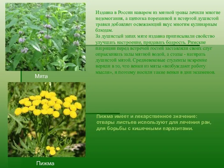 Издавна в России наваром из мятной травы лечили многие недомогания, а щепотка