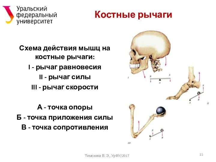 Схема действия мышц на костные рычаги: I - рычаг равновесия II -