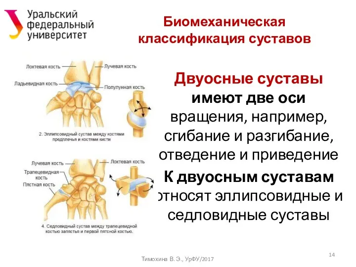 Биомеханическая классификация суставов Двуосные суставы имеют две оси вращения, например, сгибание и