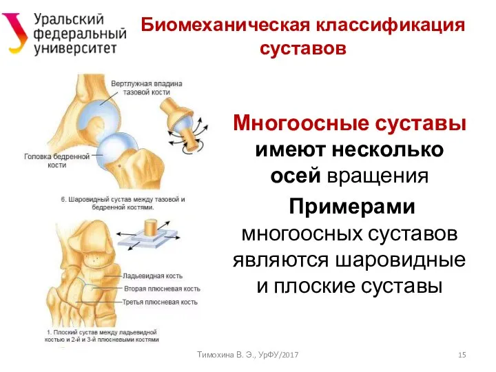 Тимохина В. Э., УрФУ/2017 Многоосные суставы имеют несколько осей вращения Примерами многоосных