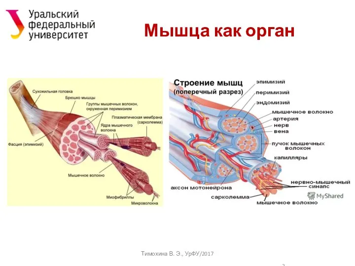 Мышца как орган Тимохина В. Э., УрФУ/2017