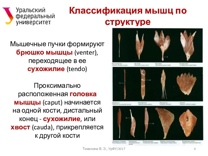 Классификация мышц по структуре Тимохина В. Э., УрФУ/2017 Мышечные пучки формируют брюшко