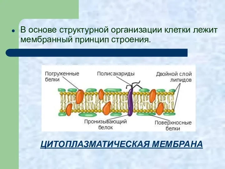 В основе структурной организации клетки лежит мембранный принцип строения. ЦИТОПЛАЗМАТИЧЕСКАЯ МЕМБРАНА