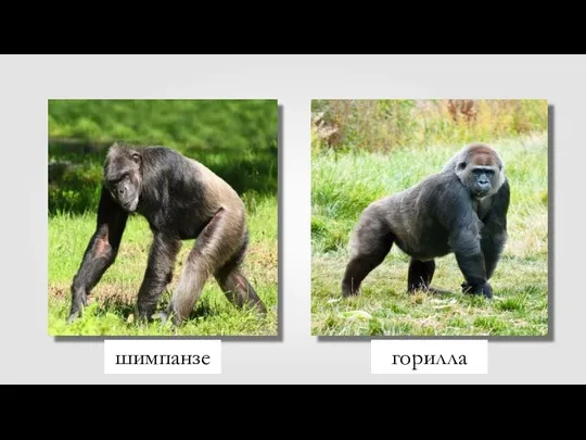 шимпанзе горилла