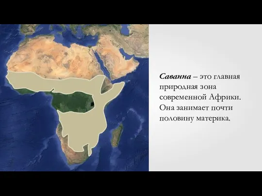 Саванна – это главная природная зона современной Африки. Она занимает почти половину материка.
