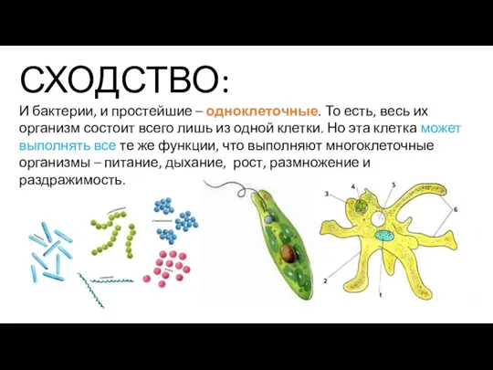 СХОДСТВО: И бактерии, и простейшие – одноклеточные. То есть, весь их организм
