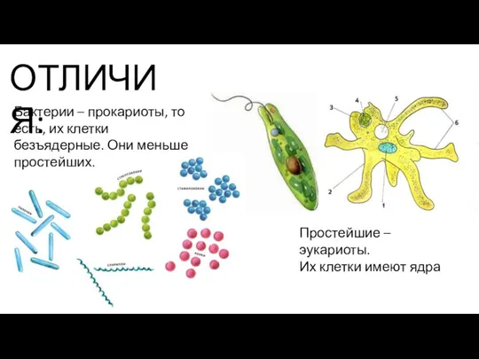 ОТЛИЧИЯ: Бактерии – прокариоты, то есть, их клетки безъядерные. Они меньше простейших.
