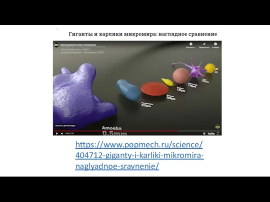 https://www.popmech.ru/science/404712-giganty-i-karliki-mikromira-naglyadnoe-sravnenie/