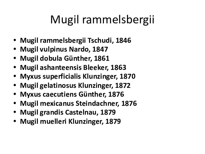 Mugil rammelsbergii Mugil rammelsbergii Tschudi, 1846 Mugil vulpinus Nardo, 1847 Mugil dobula