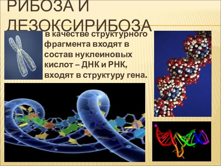 РИБОЗА И ДЕЗОКСИРИБОЗА в качестве структурного фрагмента входят в состав нуклеиновых кислот