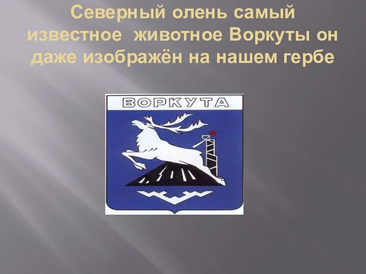 Северный олень самый известное животное Воркуты он даже изображён на нашем гербе