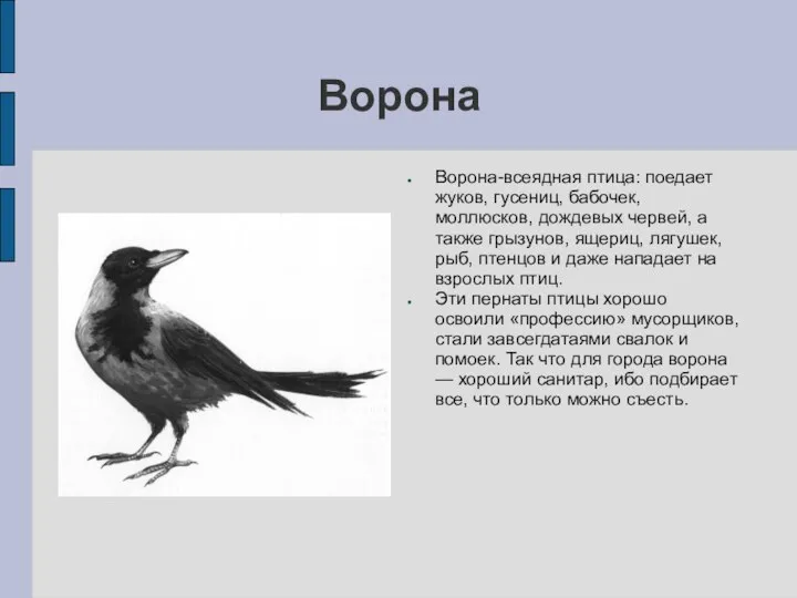 Ворона Ворона-всеядная птица: поедает жуков, гусениц, бабочек, моллюсков, дождевых червей, а также