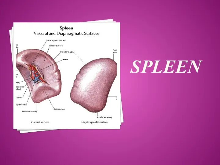 SPLEEN