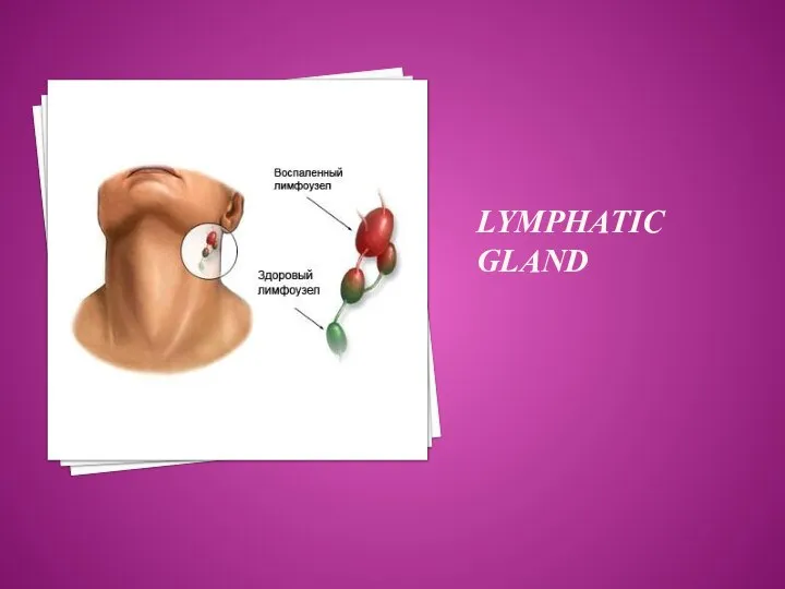 LYMPHATIC GLAND