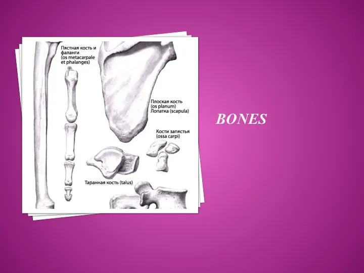 BONES