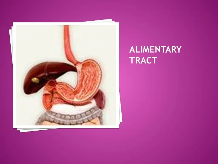 ALIMENTARY TRACT