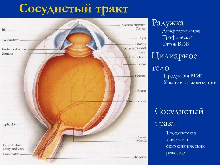 Сосудистый тракт Радужка Цилиарное тело Сосудистый тракт Диафрагмальная Трофическая Отток ВГЖ Продукция