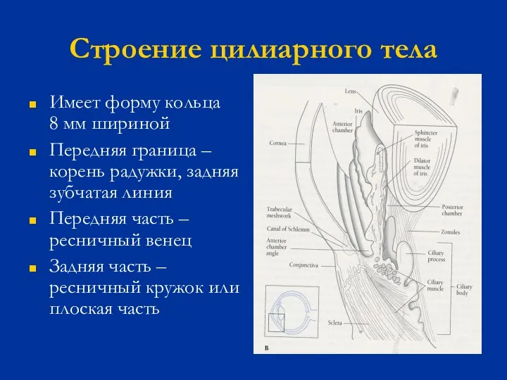 Строение цилиарного тела Имеет форму кольца 8 мм шириной Передняя граница –