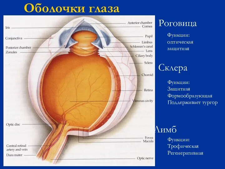 Оболочки глаза Роговица Склера Функции: оптическая защитная Функции: Защитная Формообразующая Поддерживает тургор Лимб Функции: Трофическая Регенеративная