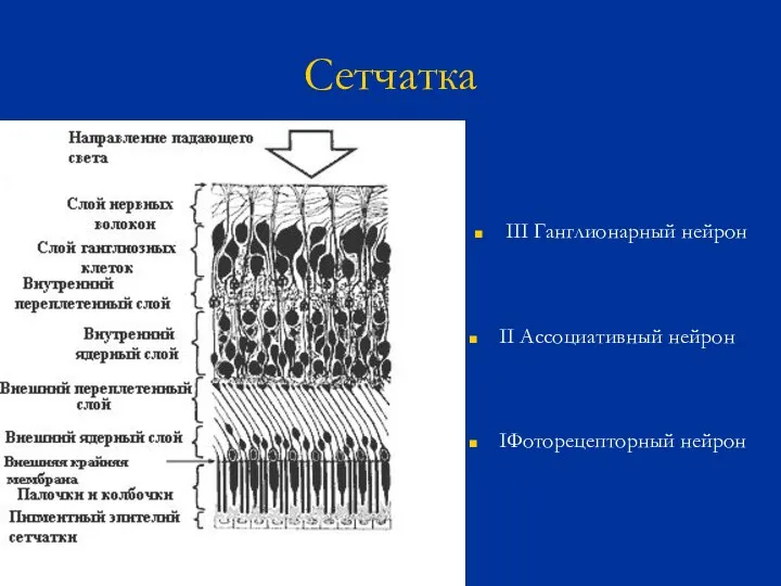 Сетчатка IФоторецепторный нейрон II Ассоциативный нейрон III Ганглионарный нейрон