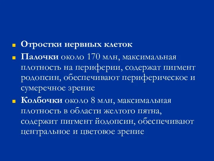 Отростки нервных клеток Палочки около 170 млн, максимальная плотность на периферии, содержат