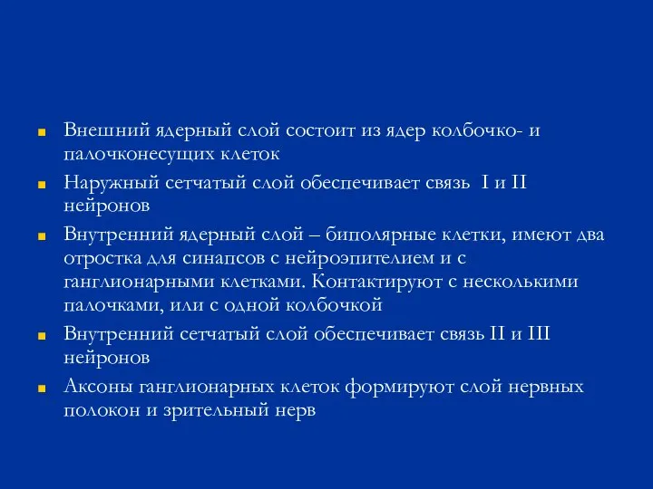 Внешний ядерный слой состоит из ядер колбочко- и палочконесущих клеток Наружный сетчатый