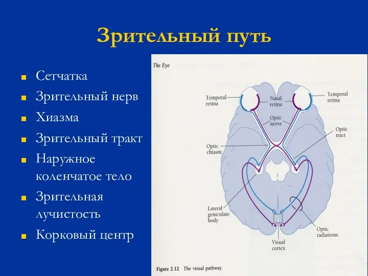 Зрительный путь Сетчатка Зрительный нерв Хиазма Зрительный тракт Наружное коленчатое тело Зрительная лучистость Корковый центр