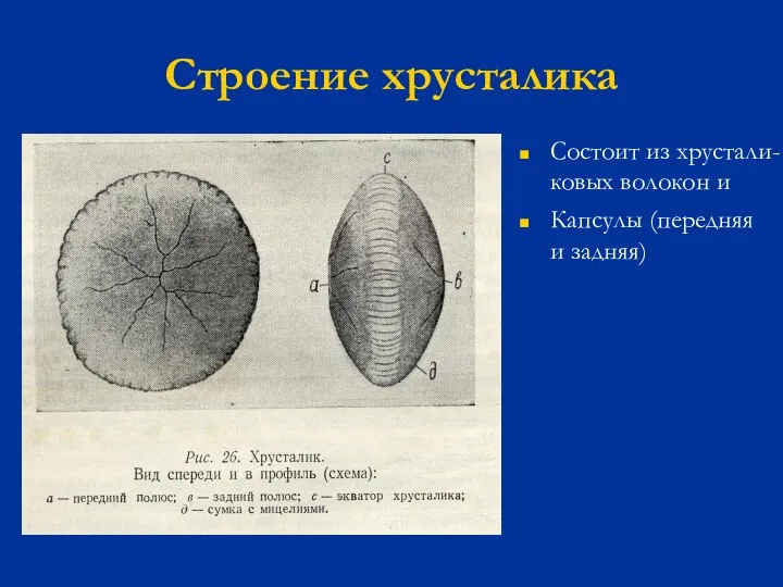 Строение хрусталика Состоит из хрустали- ковых волокон и Капсулы (передняя и задняя)