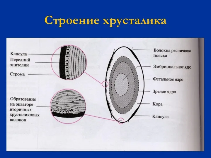 Строение хрусталика