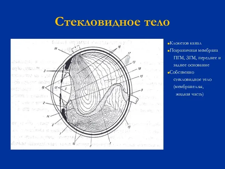 Стекловидное тело Клокетов канал Пограничная мембрана ПГМ, ЗГМ, переднее и заднее основание