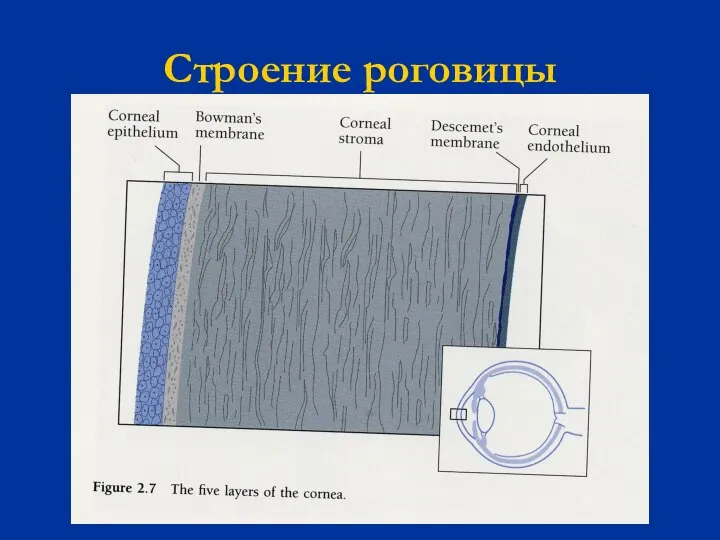 Строение роговицы