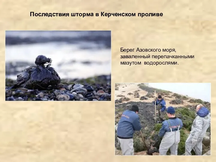 Последствия шторма в Керченском проливе Берег Азовского моря, заваленный перепачканными мазутом водорослями.