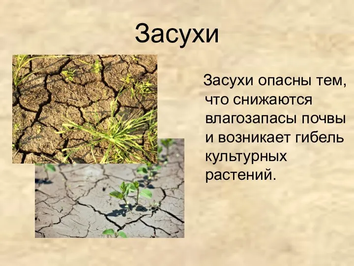 Засухи Засухи опасны тем, что снижаются влагозапасы почвыи возникает гибель культурных растений.