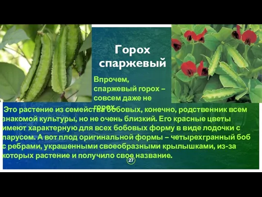 ДОБАВИТЬ НИЖНИЙ КОЛОНТИТУЛ Горох спаржевый Это растение из семейства бобовых, конечно, родственник