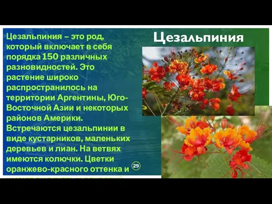 ДОБАВИТЬ НИЖНИЙ КОЛОНТИТУЛ Цезальпиния Цезальпиния – это род, который включает в себя