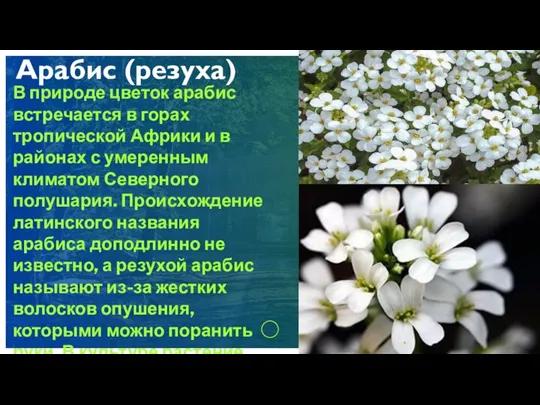 Арабис (резуха) В природе цветок арабис встречается в горах тропической Африки и