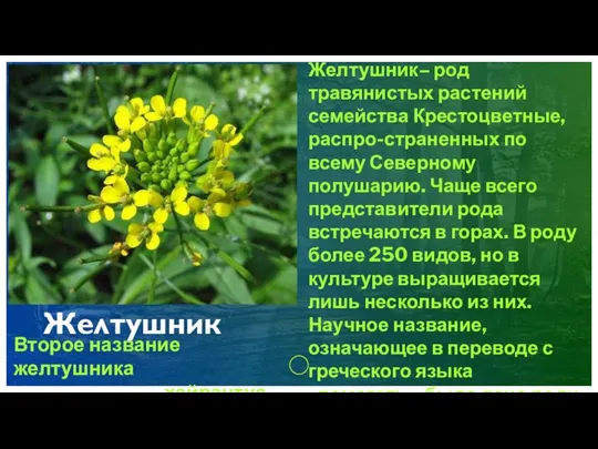 Желтушник Желтушник– род травянистых растений семейства Крестоцветные, распро-страненных по всему Северному полушарию.