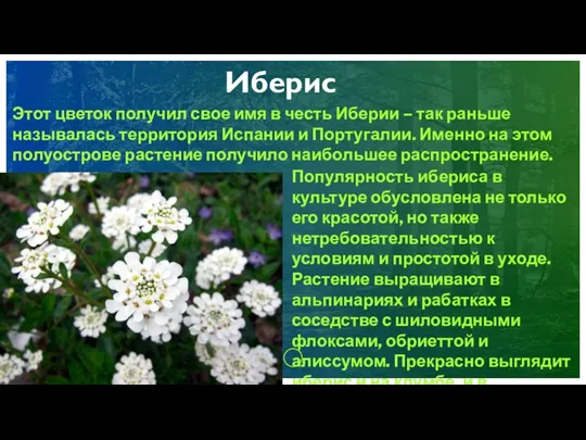 Иберис Этот цветок получил свое имя в честь Иберии – так раньше