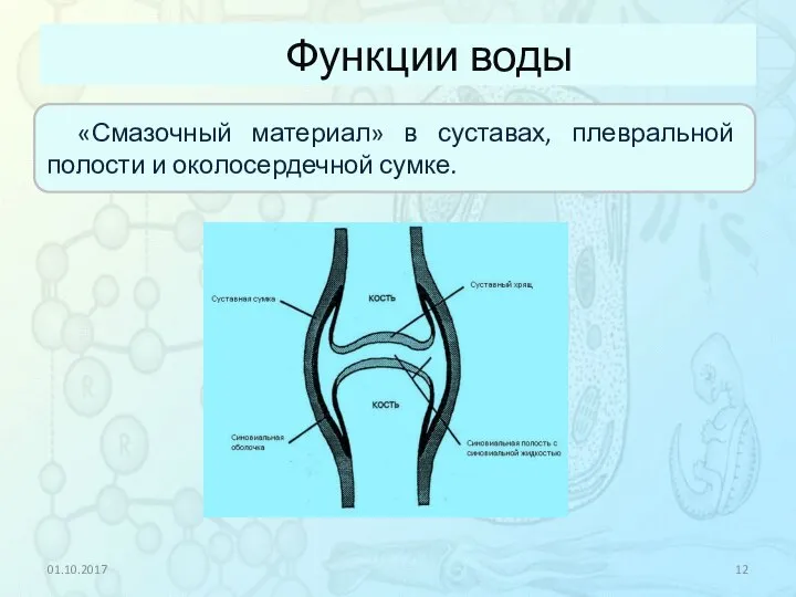 Функции воды 01.10.2017 «Смазочный материал» в суставах, плевральной полости и околосердечной сумке.