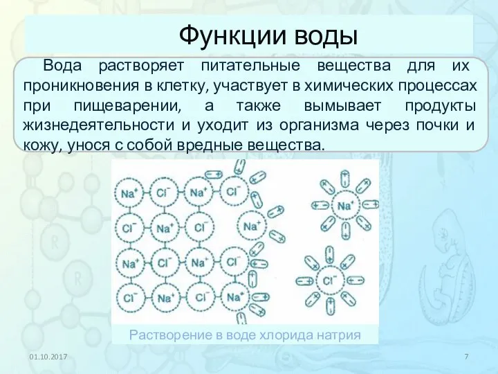 Функции воды 01.10.2017 Вода растворяет питательные вещества для их проникновения в клетку,